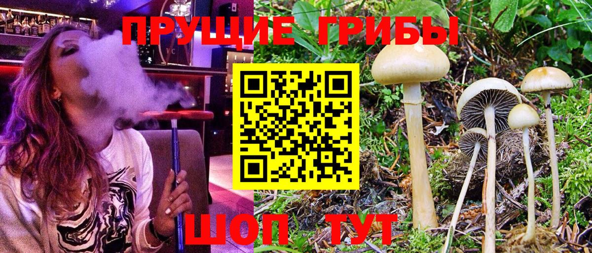 Галлюциногенные грибы Psilocybine cubensis Кемерово